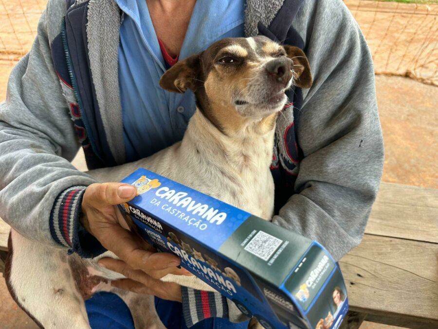 Imagem SORAYA ANIMAIS 2